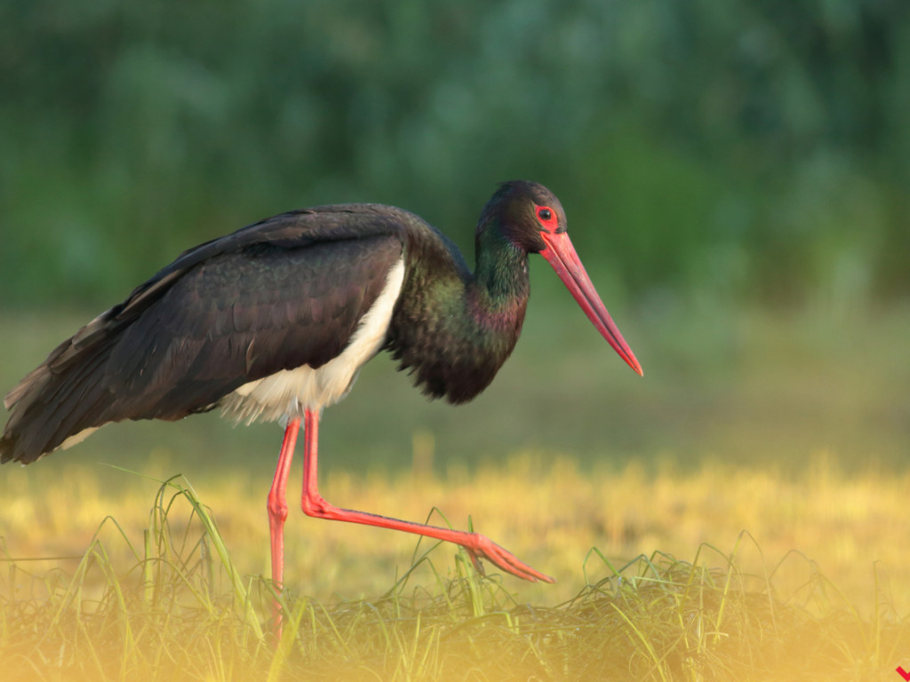 Łowca złotej godziny. Fotograf przyrody z Miłosławia opowiada o swojej pasji