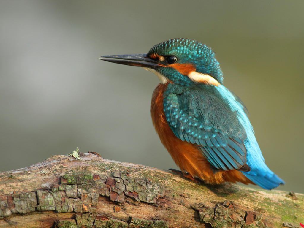 Łowca złotej godziny. Fotograf przyrody z Miłosławia opowiada o swojej pasji