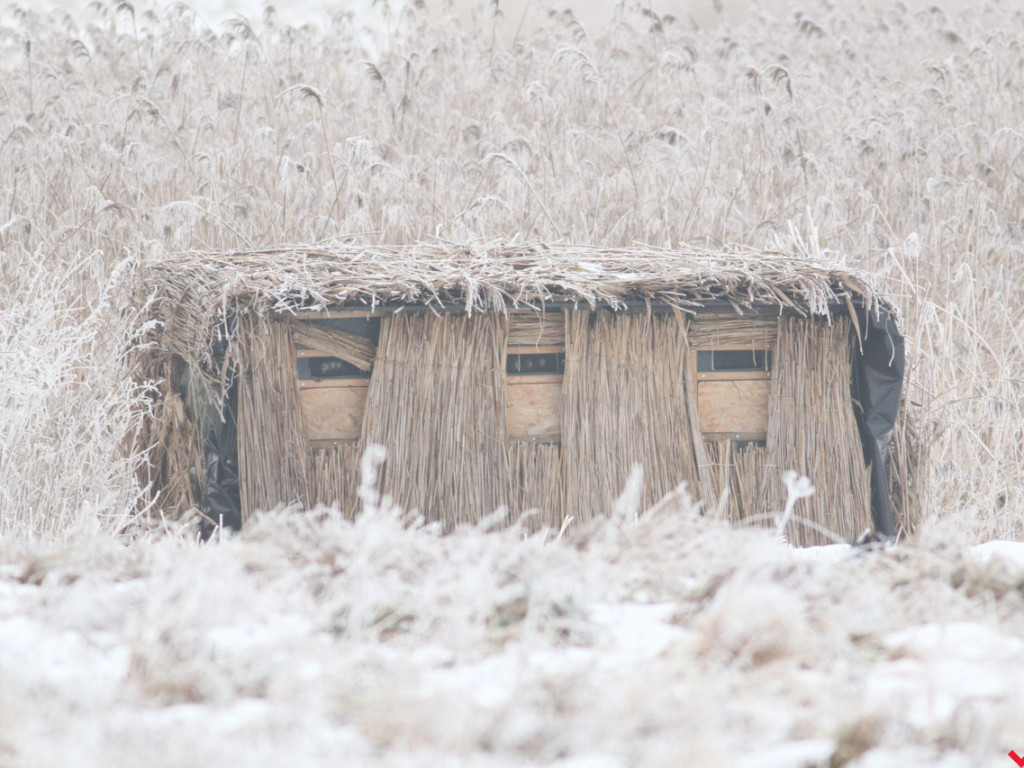 Łowca złotej godziny. Fotograf przyrody z Miłosławia opowiada o swojej pasji