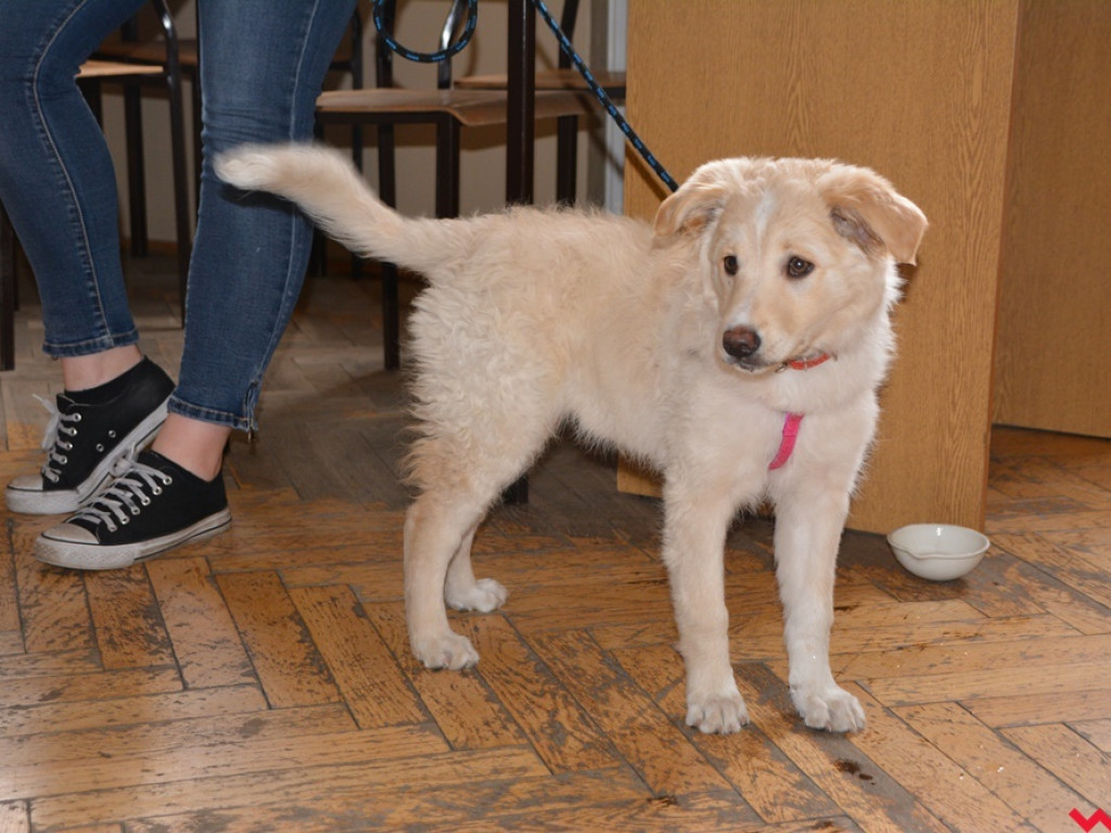 Kandydaci i kandydatki zapoznali się z ofertą edukacyjną Zespołu Szkół Technicznych i Ogólnokształcących