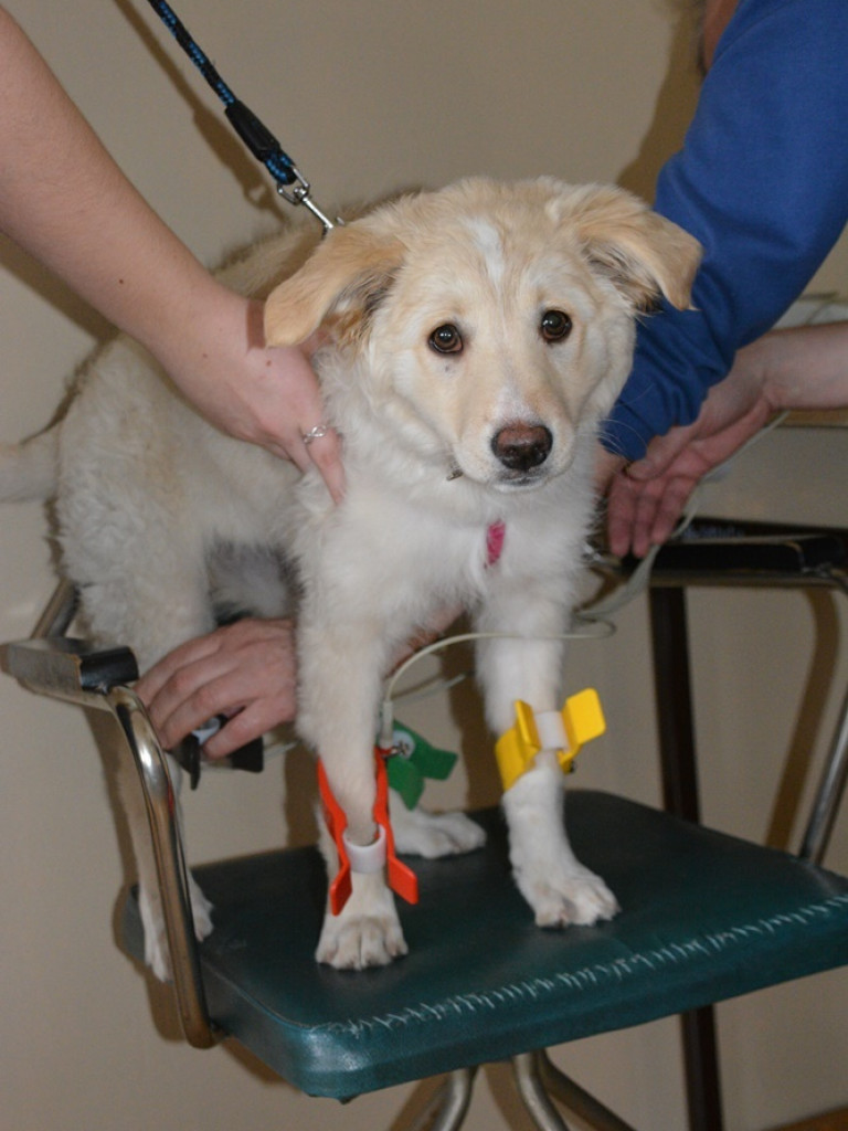 Kandydaci i kandydatki zapoznali się z ofertą edukacyjną Zespołu Szkół Technicznych i Ogólnokształcących