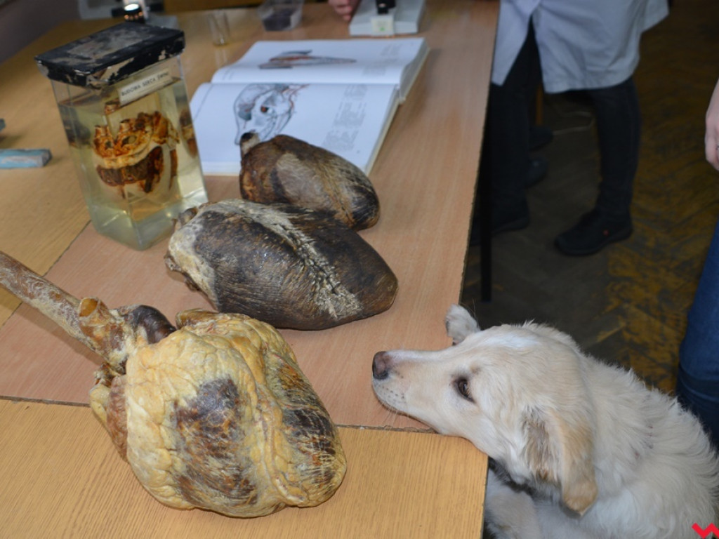 Kandydaci i kandydatki zapoznali się z ofertą edukacyjną Zespołu Szkół Technicznych i Ogólnokształcących