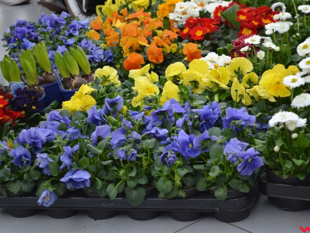 Uczniowie ZSP powitali wiosnę tworząc kwiatowy ogródek w Karuzeli