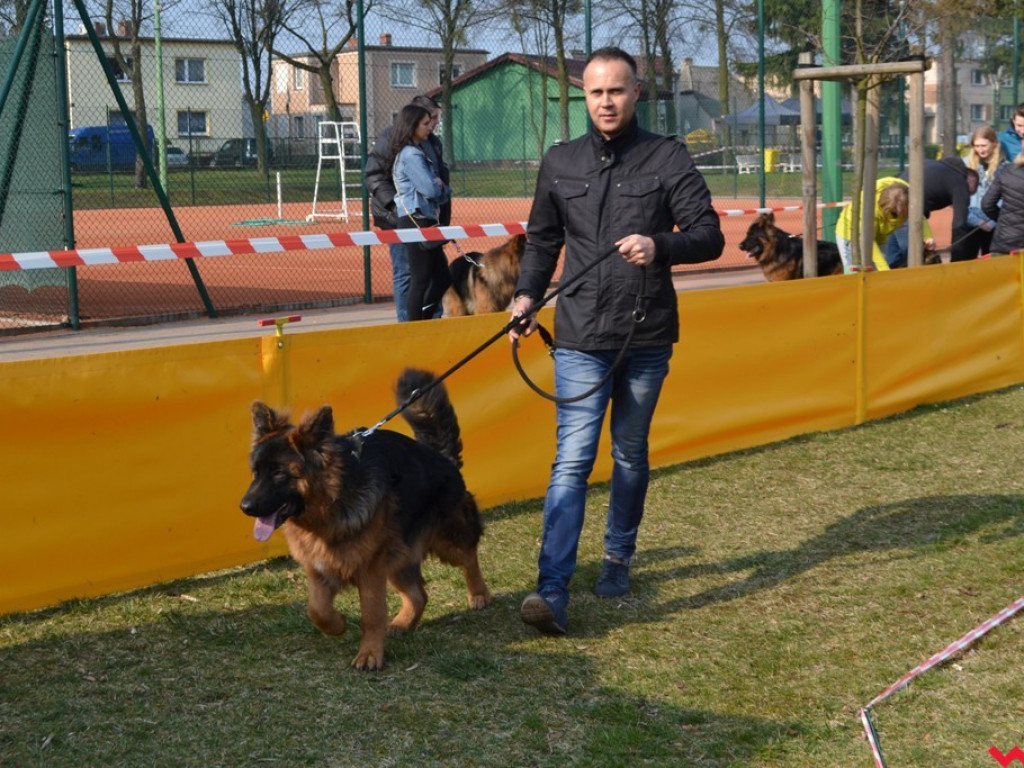 Rozszczekany kemping. Najpiękniejsze owczarki niemieckie z całej Polski pokazały się we Wrześni