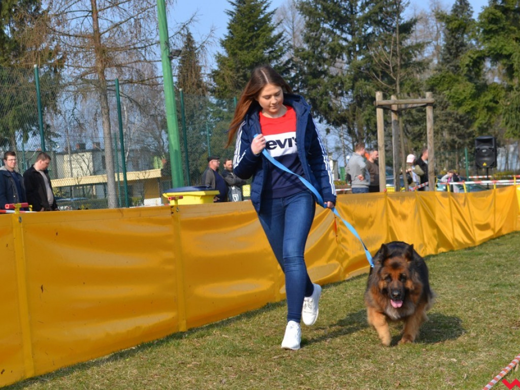Rozszczekany kemping. Najpiękniejsze owczarki niemieckie z całej Polski pokazały się we Wrześni