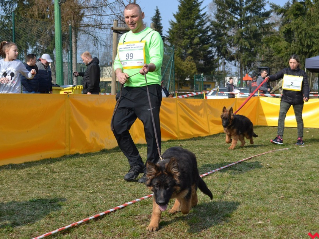 Rozszczekany kemping. Najpiękniejsze owczarki niemieckie z całej Polski pokazały się we Wrześni