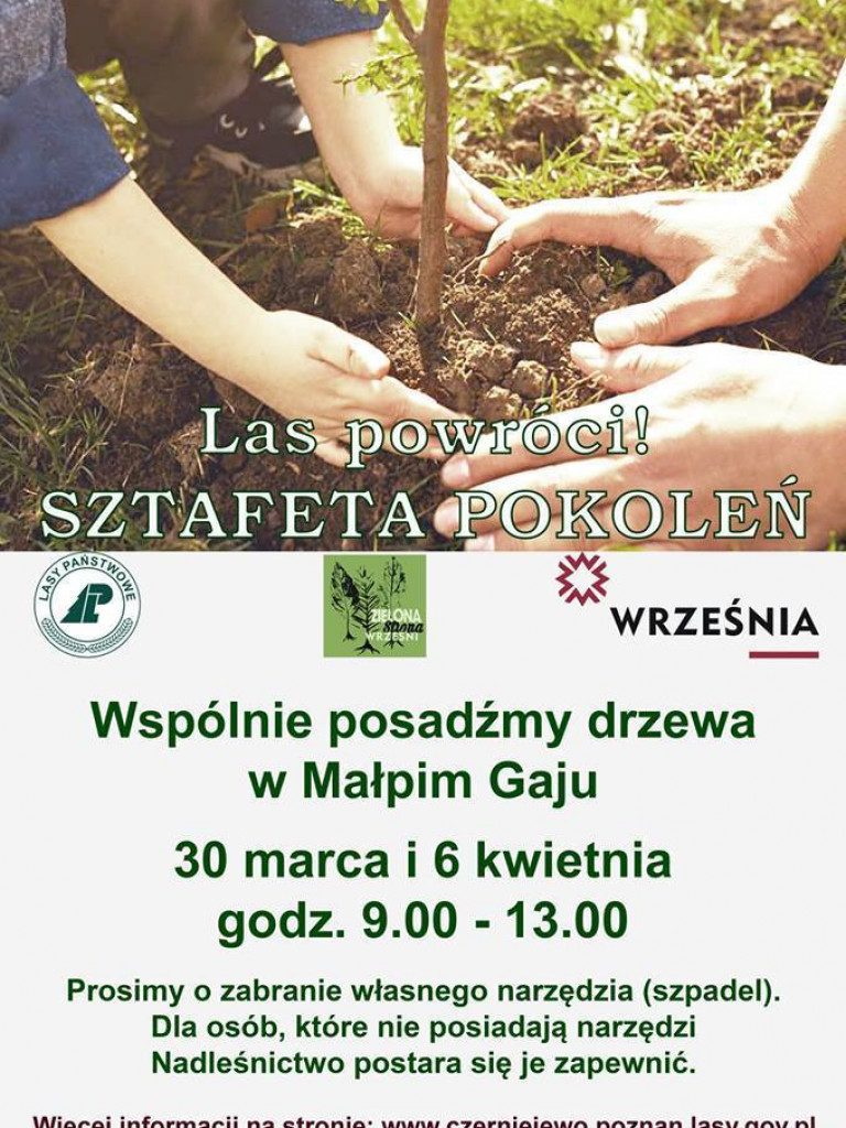 Trwa sadzenie Małpiego Gaju. Do akcji ruszyła Zielona Strona Wrześni z uczniami naszych szkół