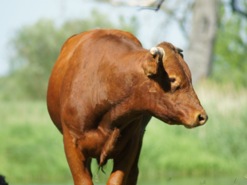 Wolne krowy z Deszczna