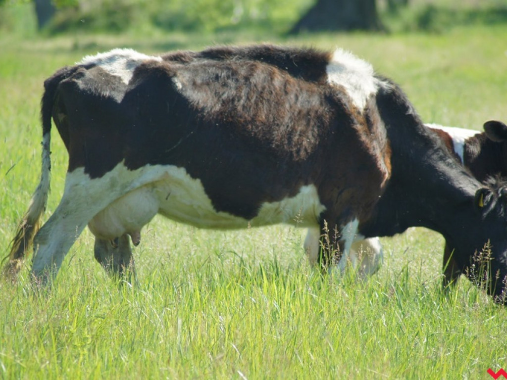 Wolne krowy z Deszczna