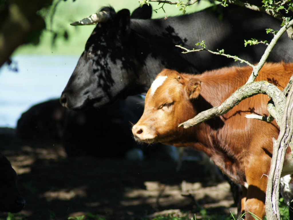 Wolne krowy z Deszczna