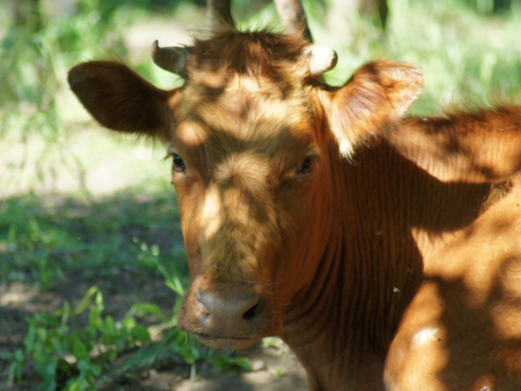 Wolne krowy z Deszczna