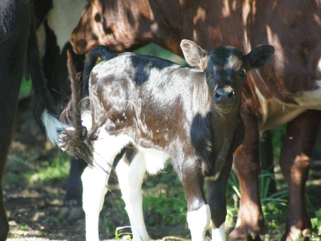 Wolne krowy z Deszczna