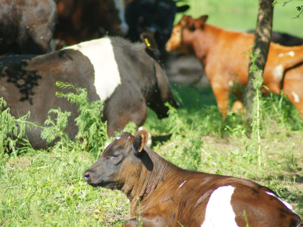 Wolne krowy z Deszczna