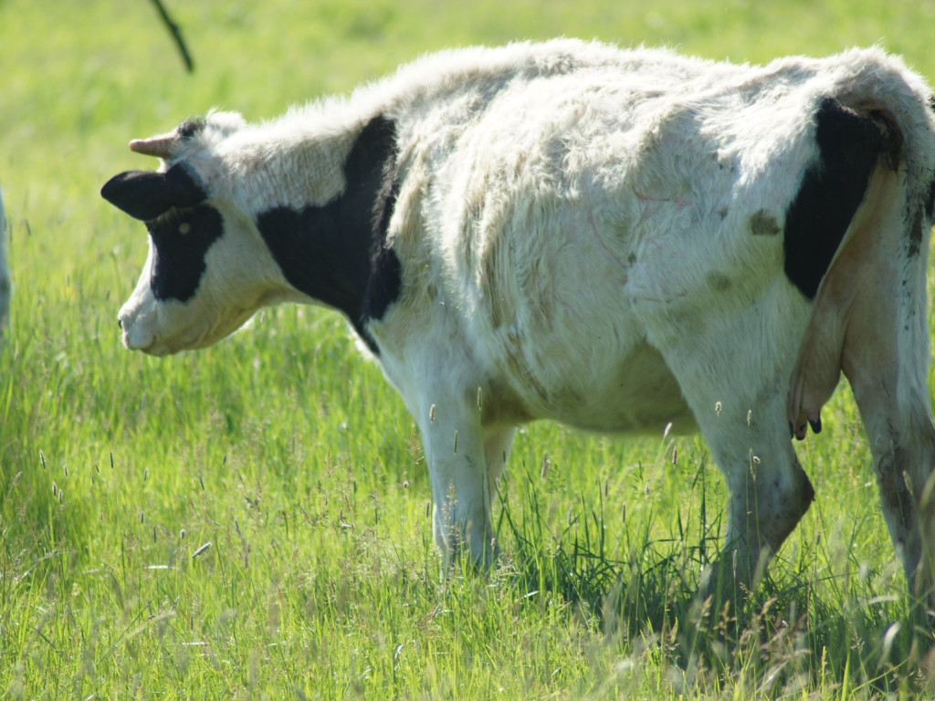 Wolne krowy z Deszczna