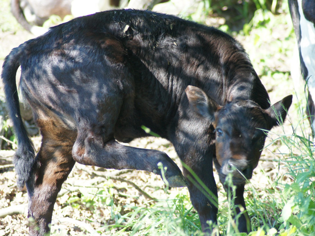 Wolne krowy z Deszczna