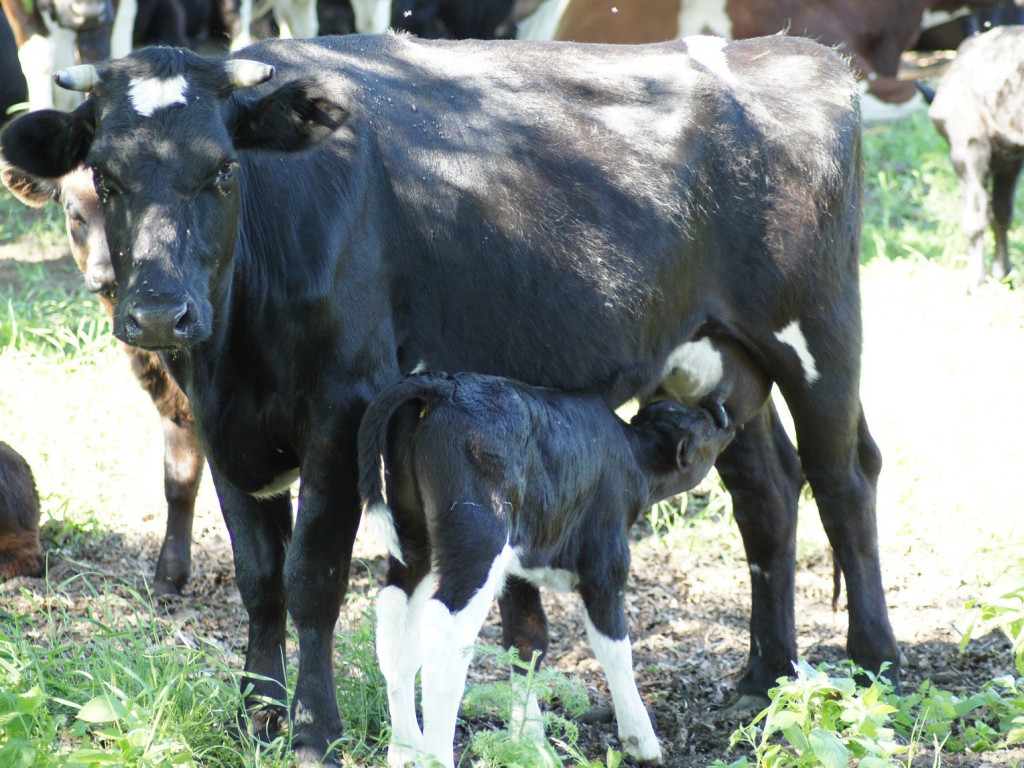 Wolne krowy z Deszczna