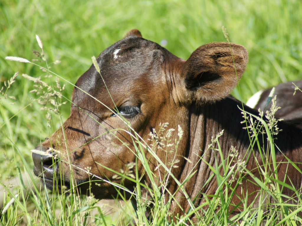 Wolne krowy z Deszczna