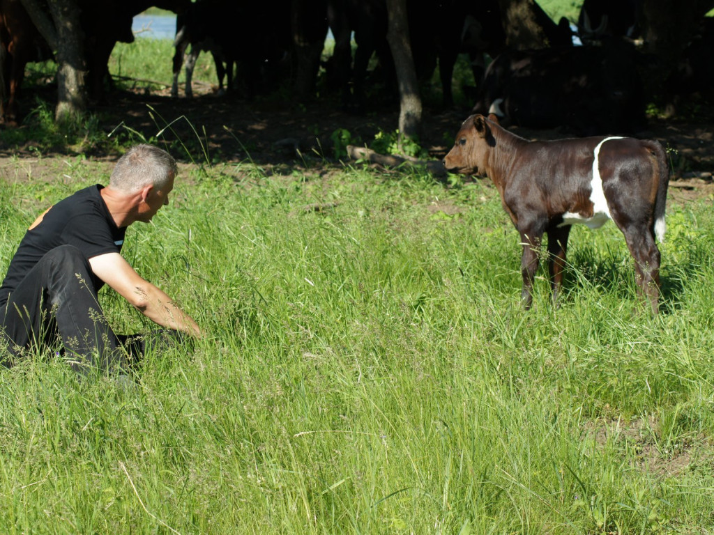 Wolne krowy z Deszczna