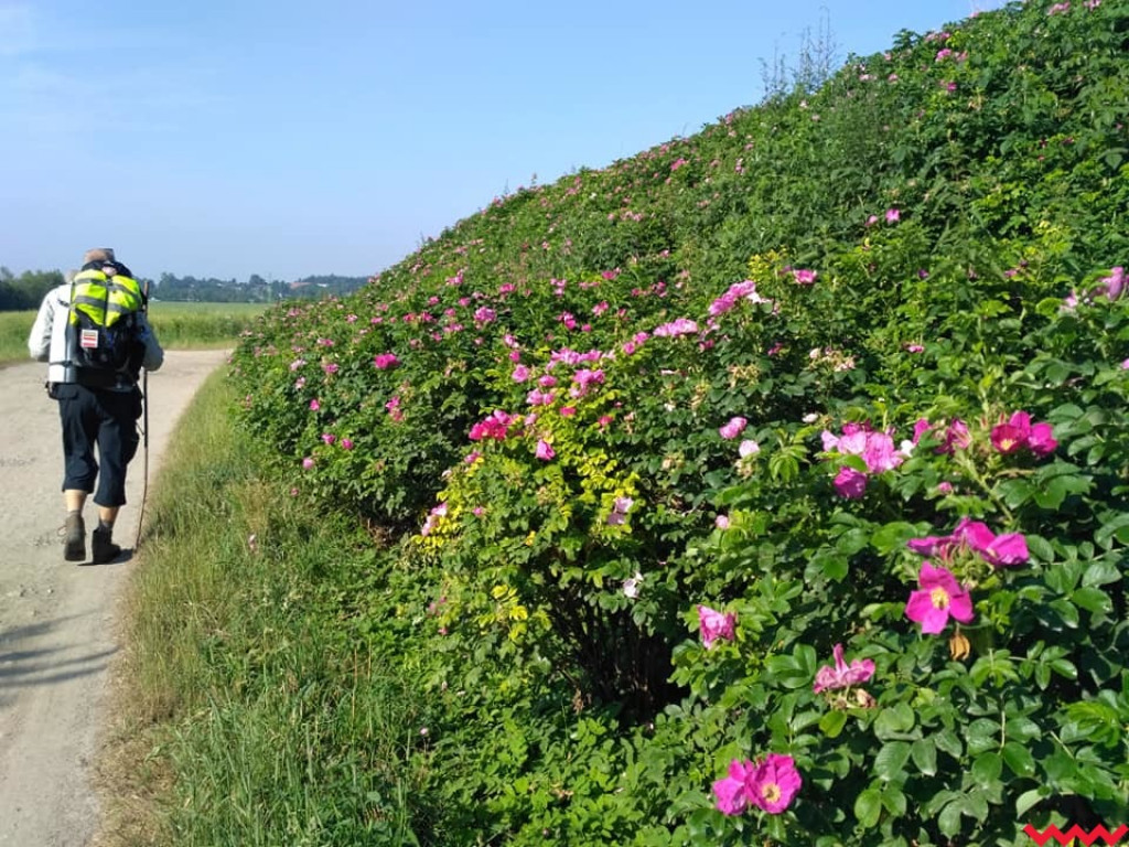 Wędrówka do Jerozolimy przerwana. Pielgrzym trafił do szpitala