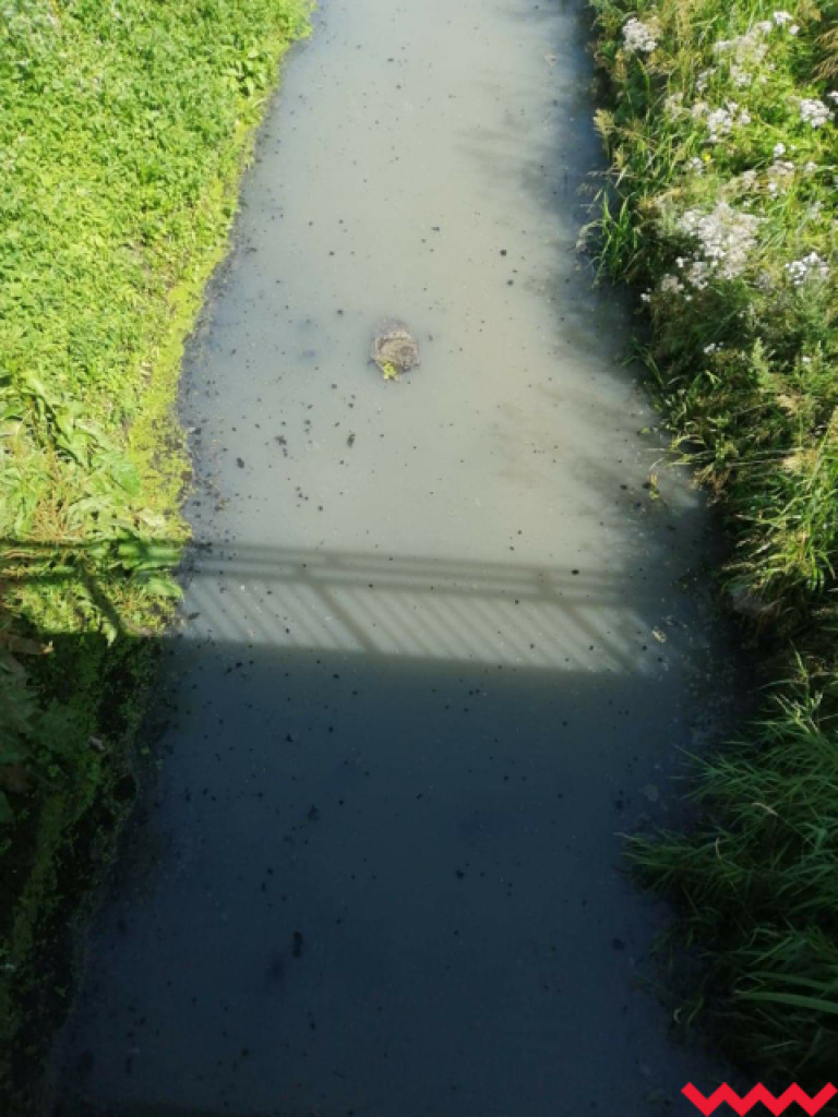 Żybura jak płynęła Wrześnicą tak płynie. Kolejne zanieczyszczenie rzeki