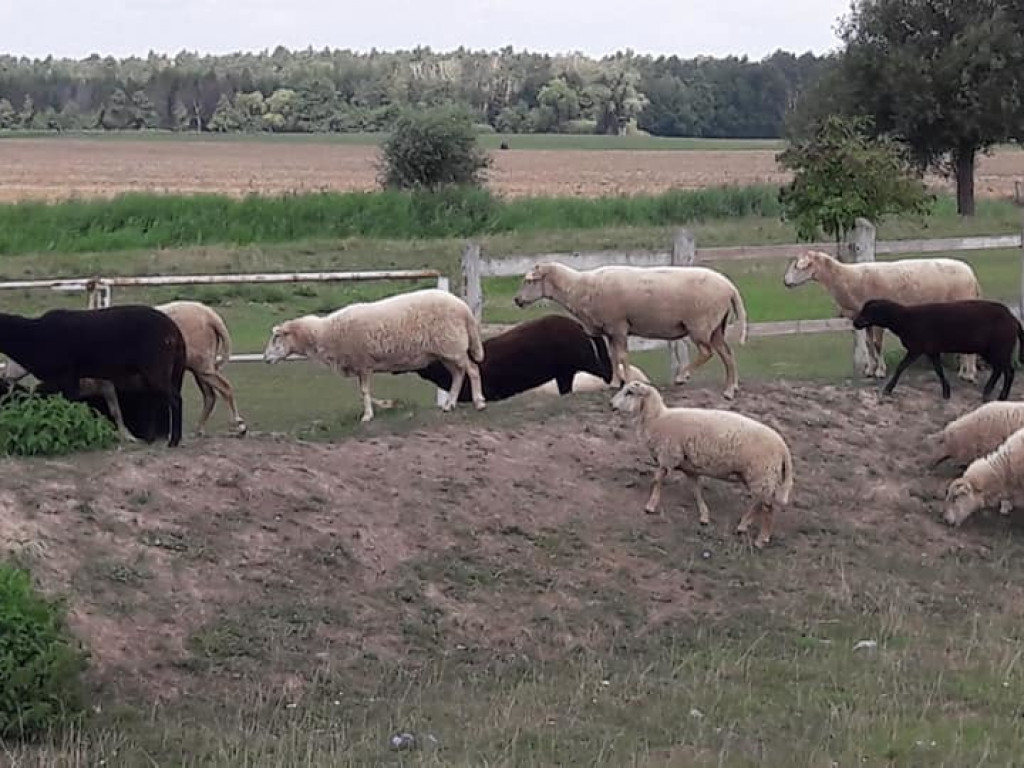 Wycieczka rowerowa z Czeszewa do Lutyni