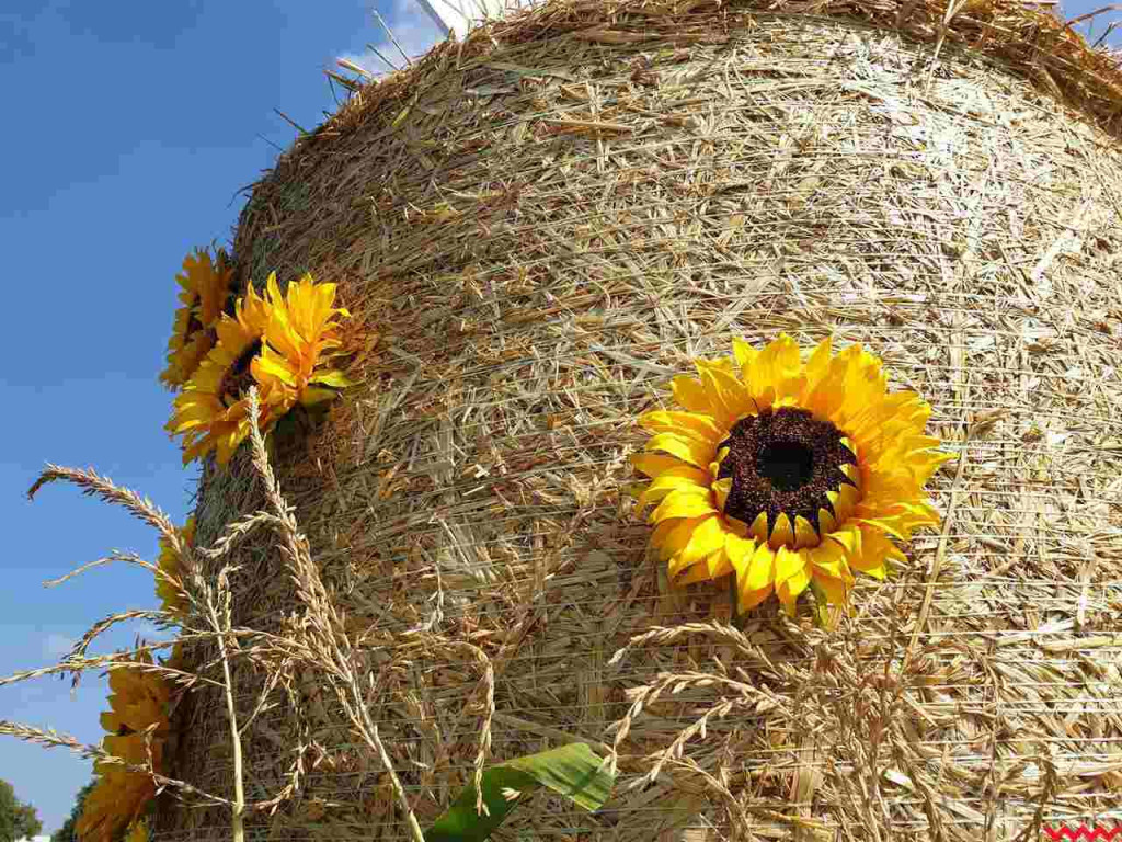 Czas na dożynkowe świętowanie! Przed nami powiatowe święto plonów w w Nekli