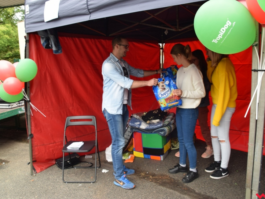 Psy i ich przyjaciele, czyli schroniskowy piknik pełen pozytywnej energii