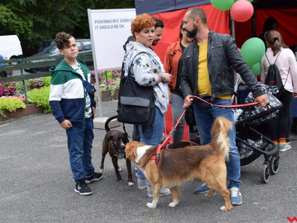 Psy i ich przyjaciele, czyli schroniskowy piknik pełen pozytywnej energii