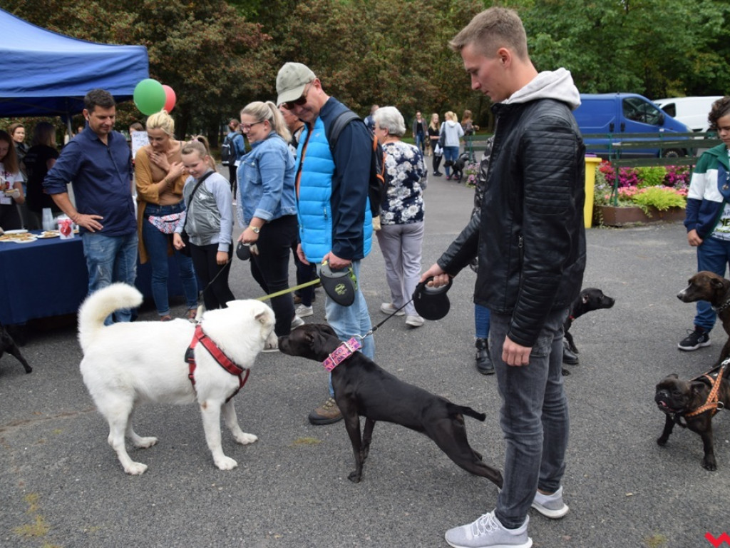 Psy i ich przyjaciele, czyli schroniskowy piknik pełen pozytywnej energii