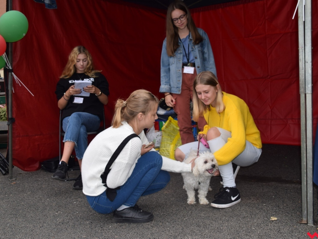 Psy i ich przyjaciele, czyli schroniskowy piknik pełen pozytywnej energii