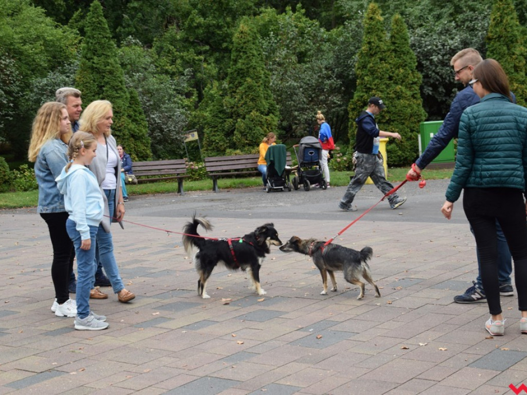 Psy i ich przyjaciele, czyli schroniskowy piknik pełen pozytywnej energii