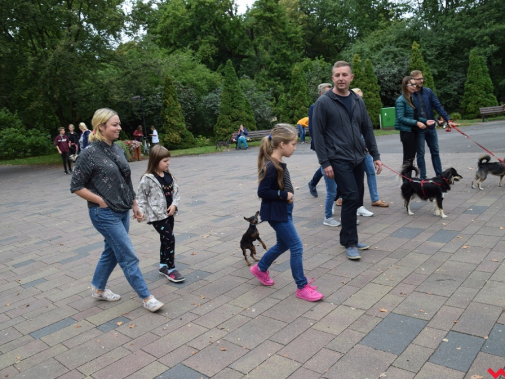 Psy i ich przyjaciele, czyli schroniskowy piknik pełen pozytywnej energii