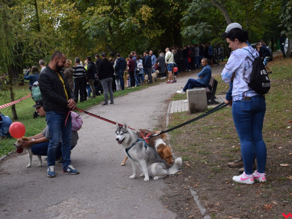 Psy i ich przyjaciele, czyli schroniskowy piknik pełen pozytywnej energii