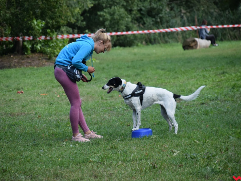 Psy i ich przyjaciele, czyli schroniskowy piknik pełen pozytywnej energii