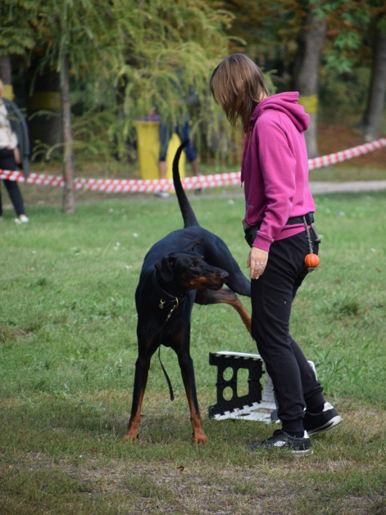 Psy i ich przyjaciele, czyli schroniskowy piknik pełen pozytywnej energii