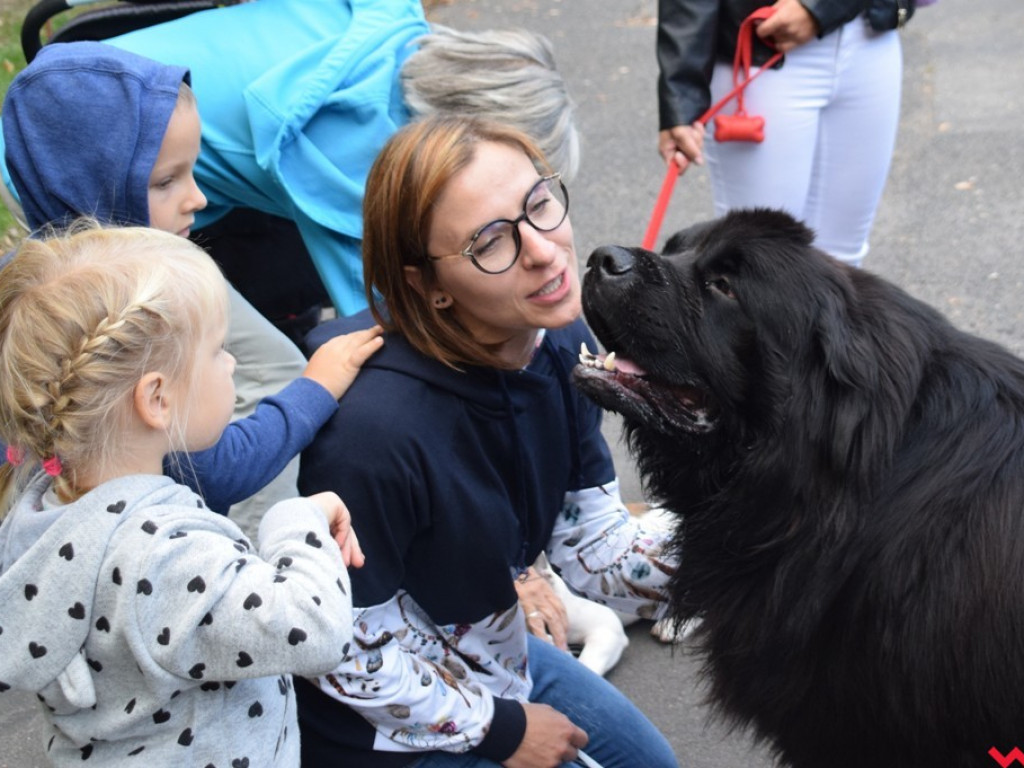 Psy i ich przyjaciele, czyli schroniskowy piknik pełen pozytywnej energii