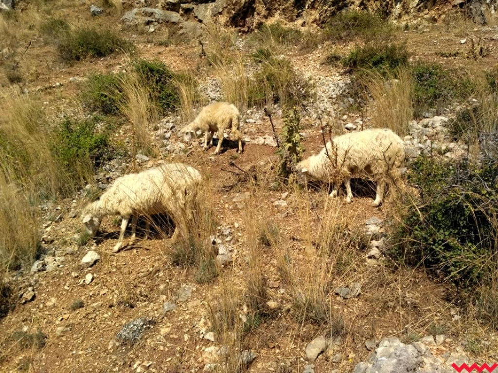  Pielgrzymi z Miłosławia mają już w nogach dwa tysiące kilometrów!