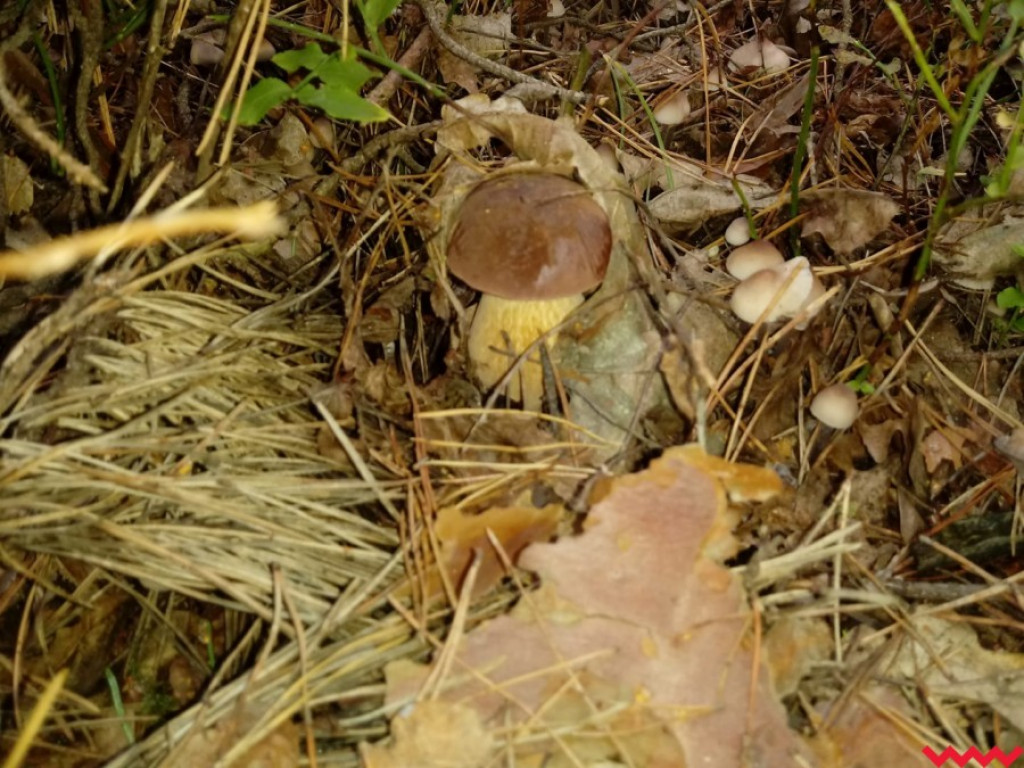 Wielki wysyp grzybów. Zobaczcie zbiory naszych Czytelników