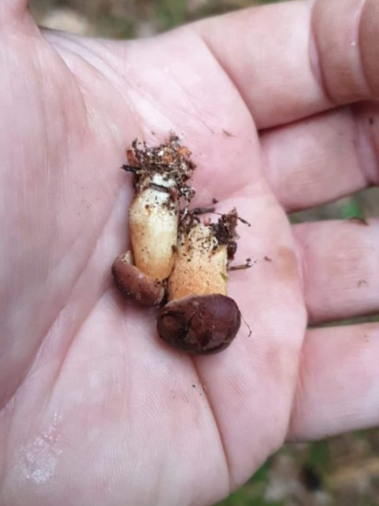 Wielki wysyp grzybów. Zobaczcie zbiory naszych Czytelników