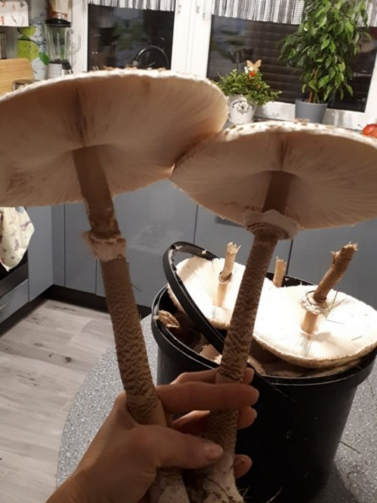 Wielki wysyp grzybów. Zobaczcie zbiory naszych Czytelników