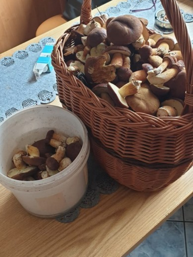 Wielki wysyp grzybów. Zobaczcie zbiory naszych Czytelników