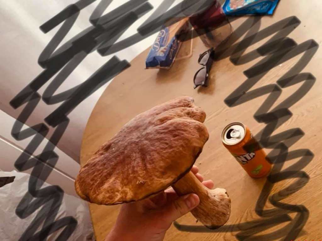 Wielki wysyp grzybów. Zobaczcie zbiory naszych Czytelników