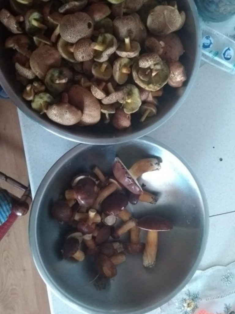 Wielki wysyp grzybów. Zobaczcie zbiory naszych Czytelników