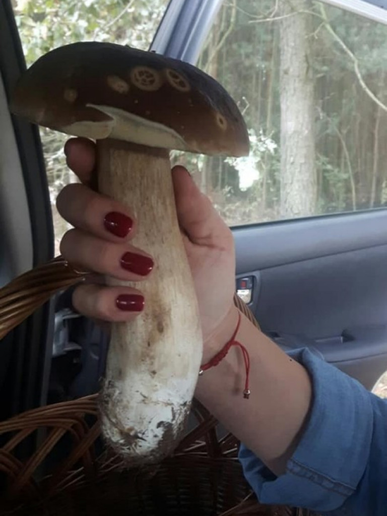 Wielki wysyp grzybów. Zobaczcie zbiory naszych Czytelników