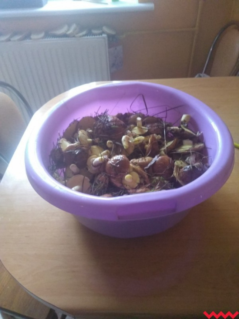 Wielki wysyp grzybów. Zobaczcie zbiory naszych Czytelników