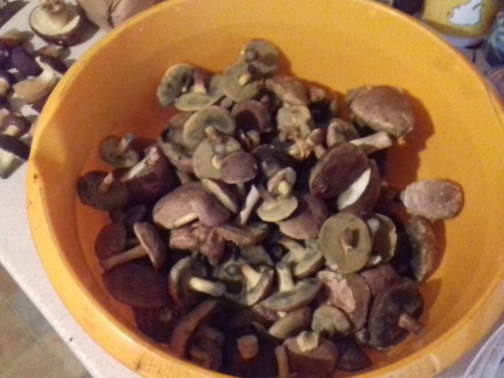 Wielki wysyp grzybów. Zobaczcie zbiory naszych Czytelników