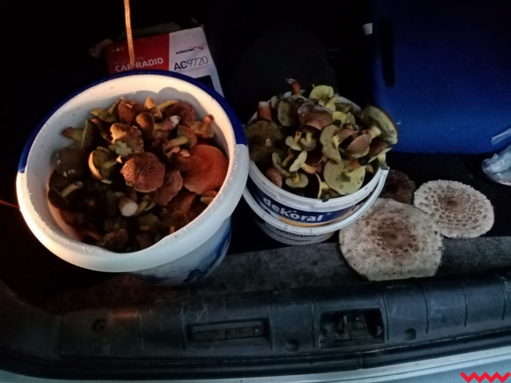 Wielki wysyp grzybów. Zobaczcie zbiory naszych Czytelników