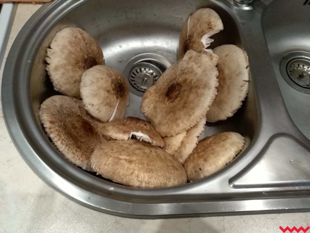 Wielki wysyp grzybów. Zobaczcie zbiory naszych Czytelników