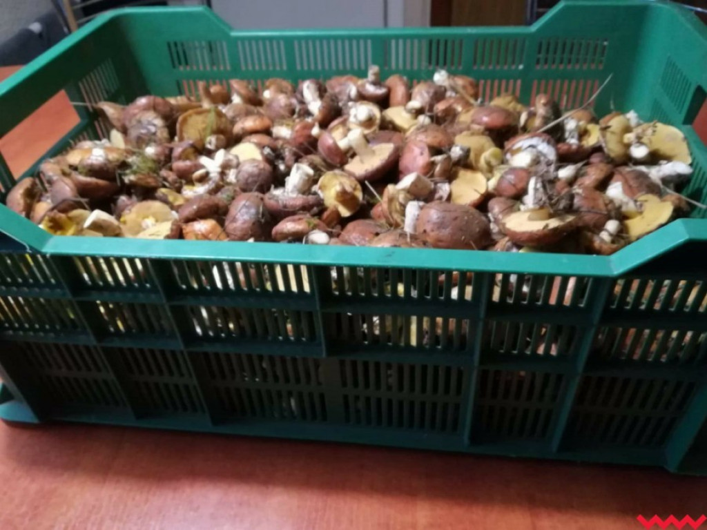 Wielki wysyp grzybów. Zobaczcie zbiory naszych Czytelników