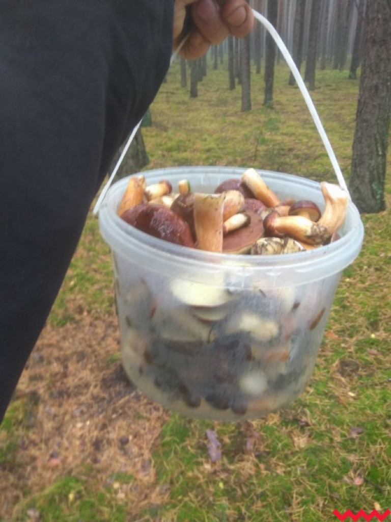 Wielki wysyp grzybów. Zobaczcie zbiory naszych Czytelników